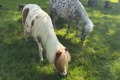 Ivy en Silver in de wei