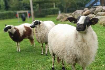 Schaapscheerfeest bij Weizigt