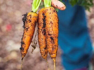 IVN Scharrelkids - moestuin