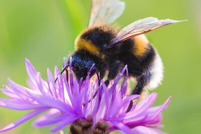 Hommel