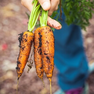 IVN Scharrelkids moestuin