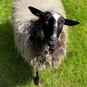 schaap 1
