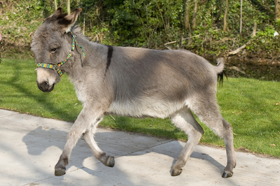 Ezel Stadsboerderij vanwege dierendag