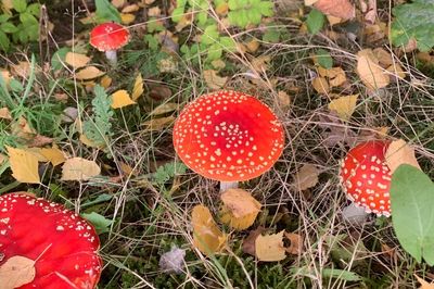 Herfstkleuren