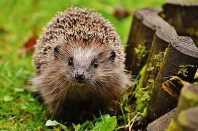 Egel