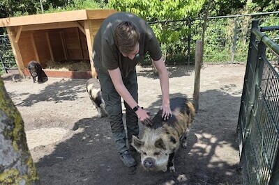 Modder voor de varkens