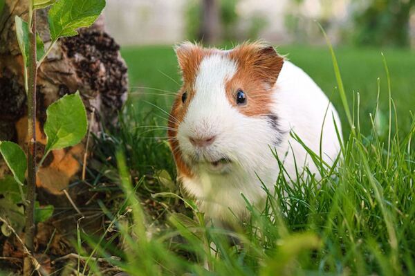 Cavia