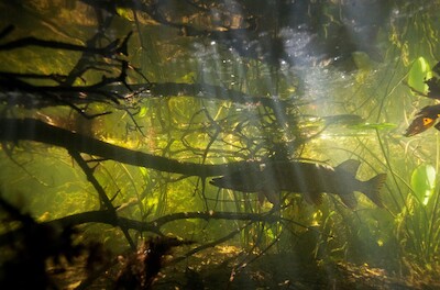 Lezing Biodivers Dordt Waterkwaliteit
