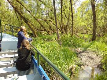 biesbosch