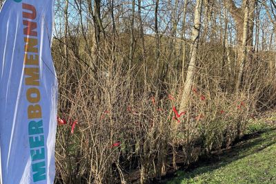 Gratis boompjes op Valentijnsdag