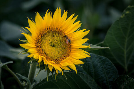 Zonnebloemwedstrijd