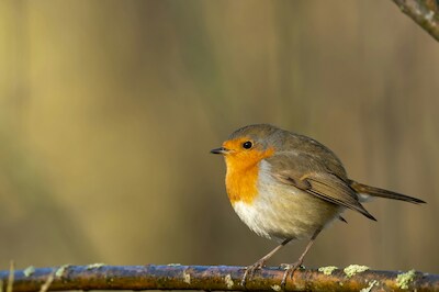 Workshop vogels tekenen