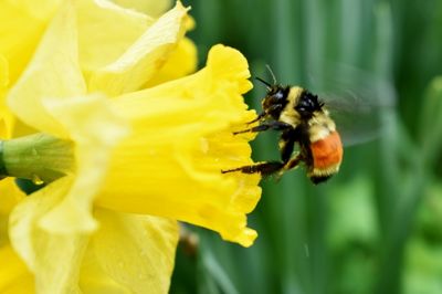 Hommel op narcis