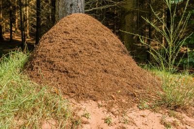 Bouwsels in de dierenwereld