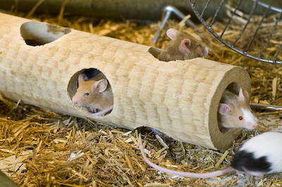 Muizen bij Weizigt