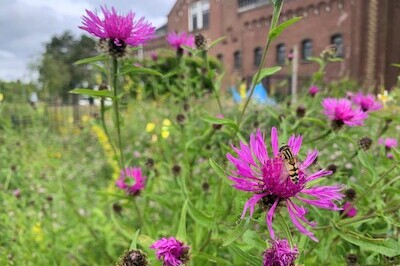 Stadsnatuur