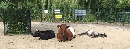 even uitrusten bij weizigt: koe en paard