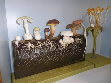 Model ontwikkeling paddenstoel