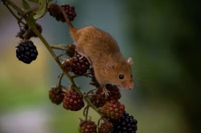 Een speeltuin voor muizen
