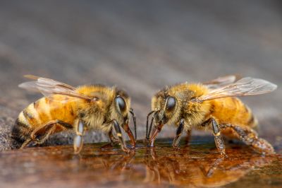 drinkende bijen