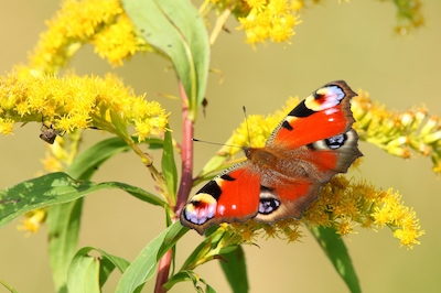 vlinder