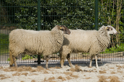 Schaap