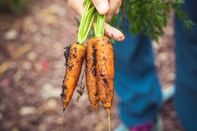 IVn Scharrelkids moestuin