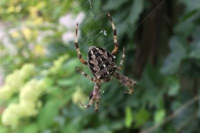 Spinnen en kriebelbeestjes