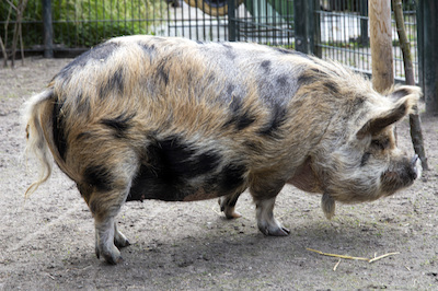 Varken bij Weizigt