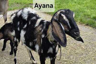 Ayana