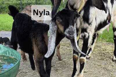 Nyla