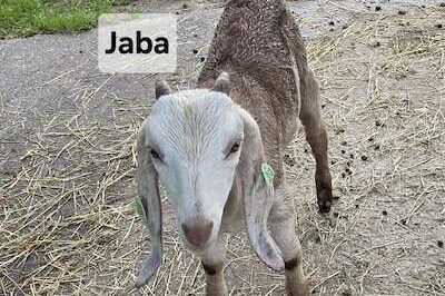 Jaba