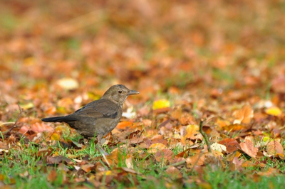 Een merel in de herfst