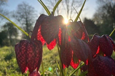 Pinksterbloem
