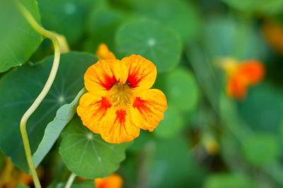 oost indische kers