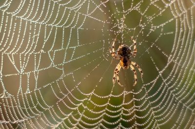Spin in spinnenweb