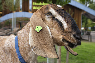 Dierenkwartiertje over de geit