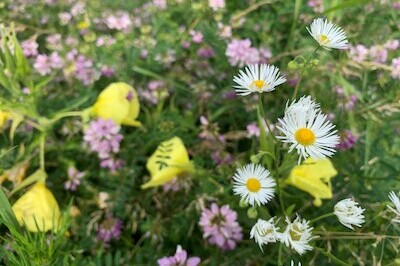 Bloemen