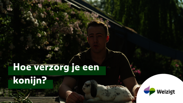 Hoe verzorg je een konijn?