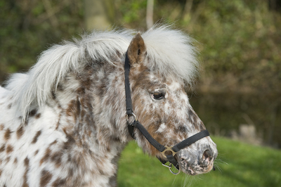Dierenkwartiertje paard