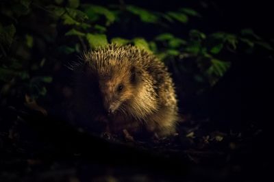 Egel in de nacht