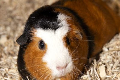 Cavia