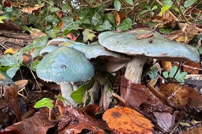 Paddenstoelen