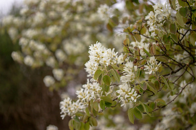 krentenboom