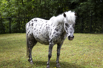 Appalosa minipaard Silver